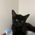 Photo of Waffles