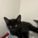 Photo of Waffles