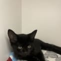 Photo of Waffles