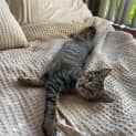 Photo of Cleo