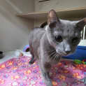 Photo of Combi