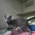 Photo of Combi