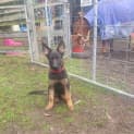 Photo of Eddie   5 Month Old German Shepherd (Trial)