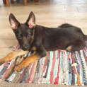 Photo of Eddie   5 Month Old German Shepherd (Trial)