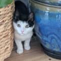 Photo of Harley Located In Preston