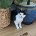 Photo of Harley Located In Preston