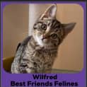 Photo of Wilfred
