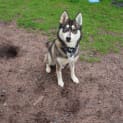 Photo of Speedy