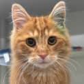 Photo of Dj Catnip