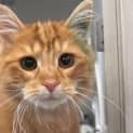 Photo of Dj Catnip
