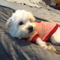 Photo of Mauve