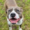 Photo of Bronson