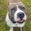 Photo of Bronson