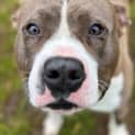 Photo of Bronson