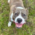 Photo of Bronson