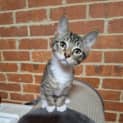 Photo of Mittens