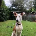 Photo of Bolt