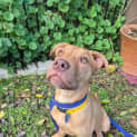 Photo of Blossom