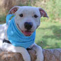Photo of Bandit