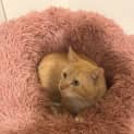 Photo of Ginger