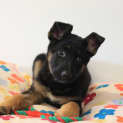 Photo of Luna