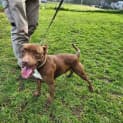 Photo of Honey 63757