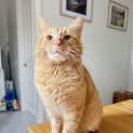 Photo of Samson