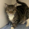 Photo of Sox