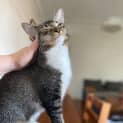 Photo of Truffle