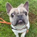 Photo of Marley