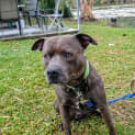 Photo of Koda