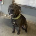 Photo of Koda