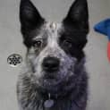 Photo of Rufus 