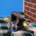 Photo of Rufus 