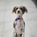 Photo of Peanut 1 Year Old Maltese (Hold)