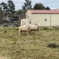 Photo of X4 Crossbred Ewes