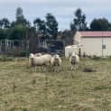Photo of X4 Crossbred Ewes