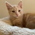 Photo of Dusty