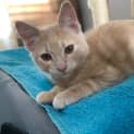 Photo of Dusty