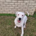 Photo of Juicy *$250 Adoption Fee*