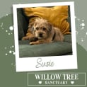 Photo of Susie