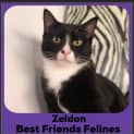 Photo of Zeldon