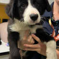 Photo of Koby