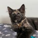 Photo of Blossom