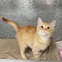 Photo of Oliver