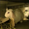 Photo of Dumbo