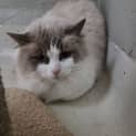 Photo of Simba