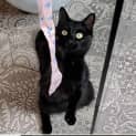 Photo of Shadow