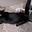 Photo of Shadow
