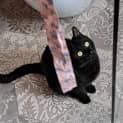 Photo of Shadow